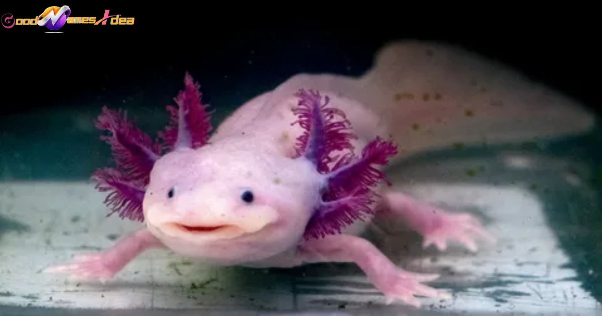 Best Pet Axolotl Names 