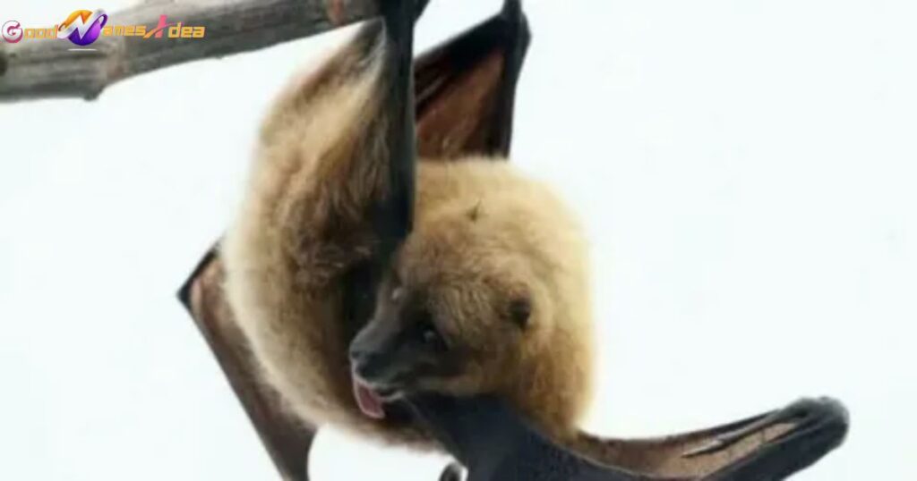 Cute Bat