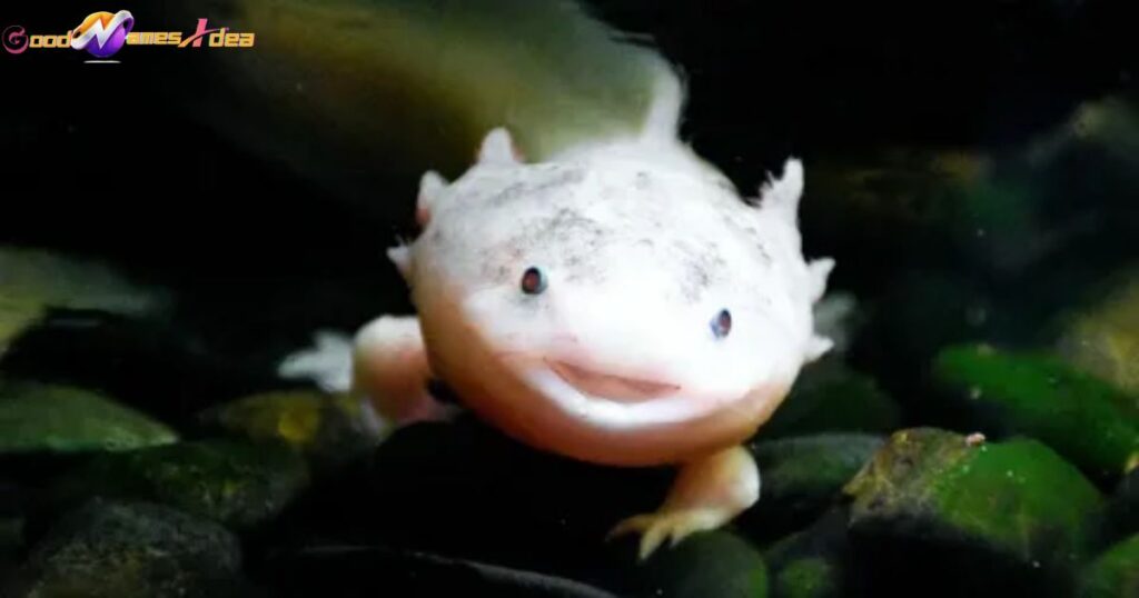 Cutest Axolotl