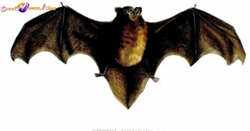 Female Bat