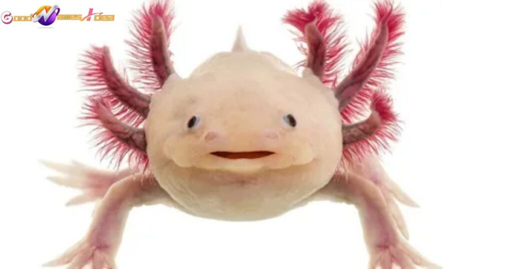 Funny axolotl