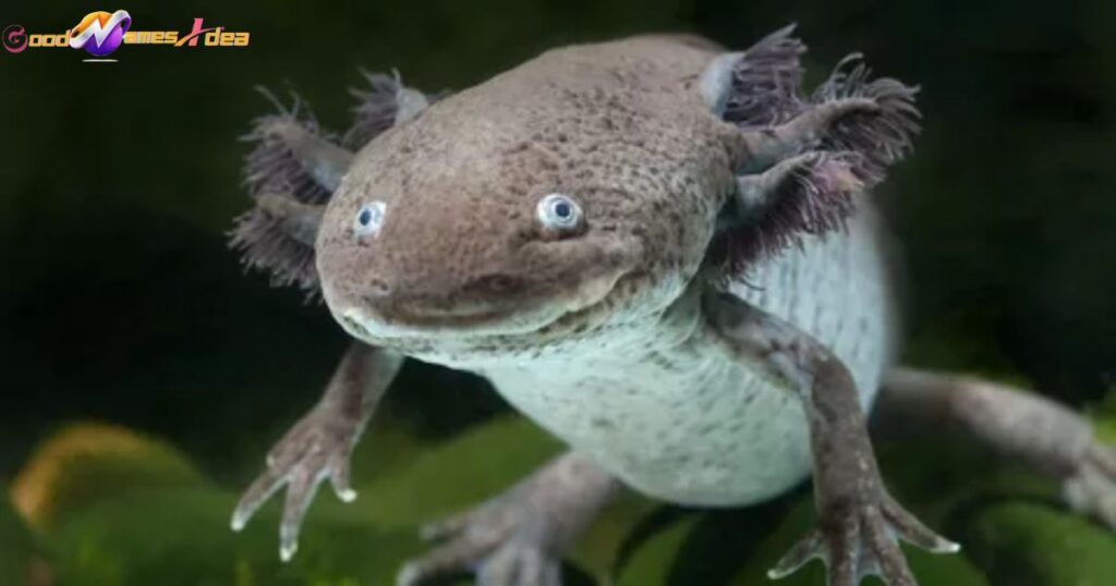 Japanese axolotl