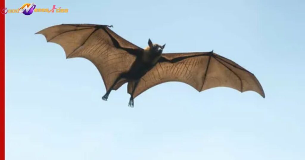 Male Bat 