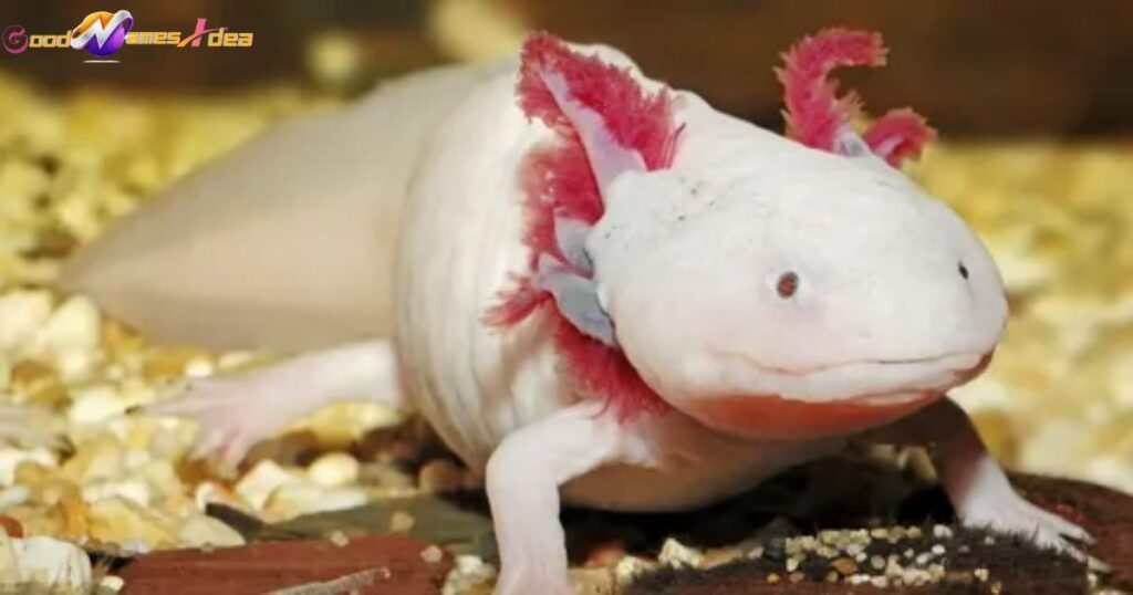 Male axolotl