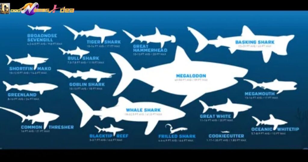 Names for Male Shark