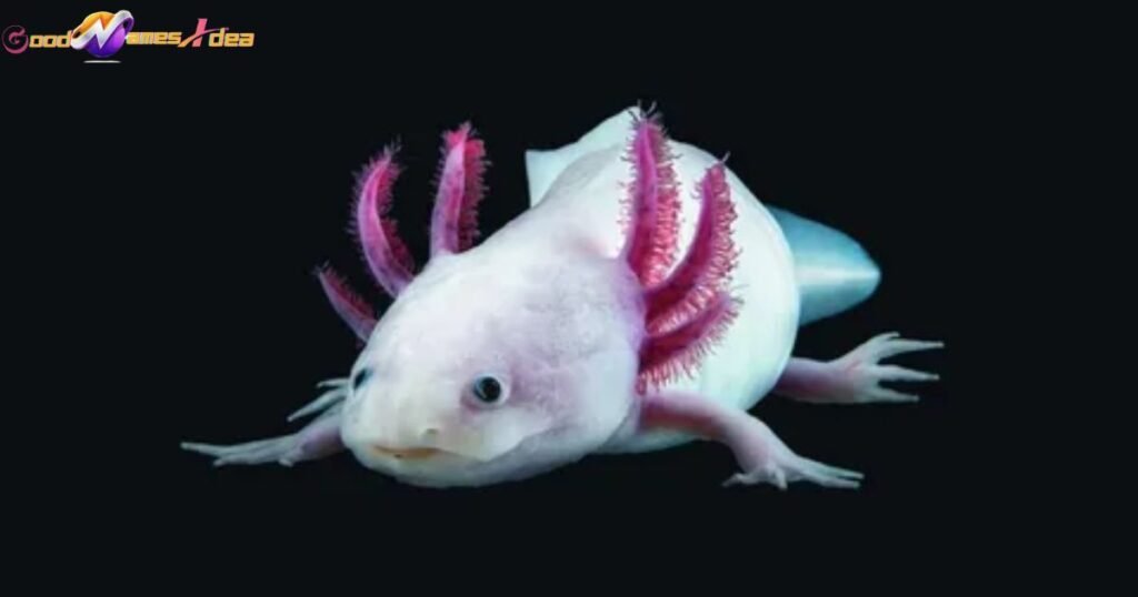 Pink or leucistic axolotl