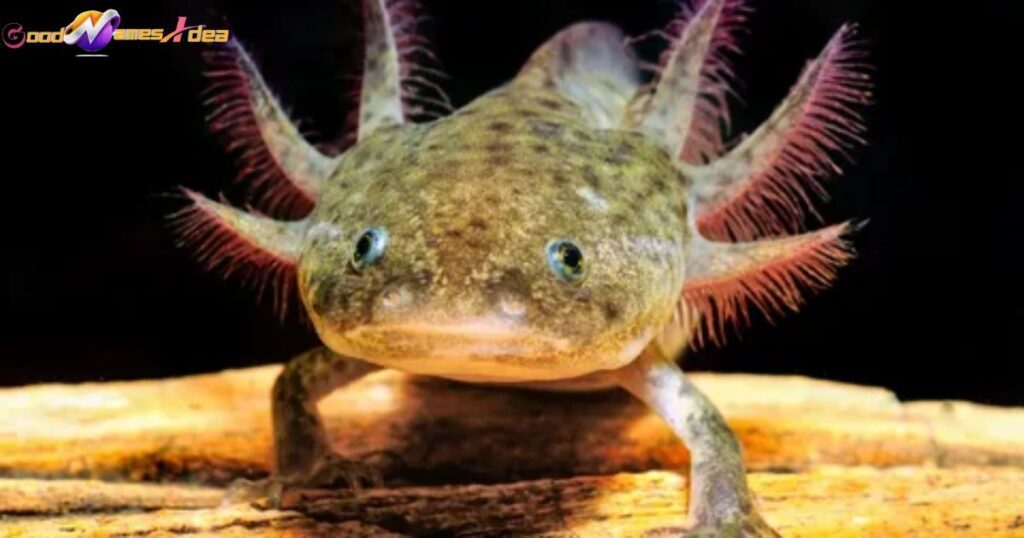 Unique axolotl