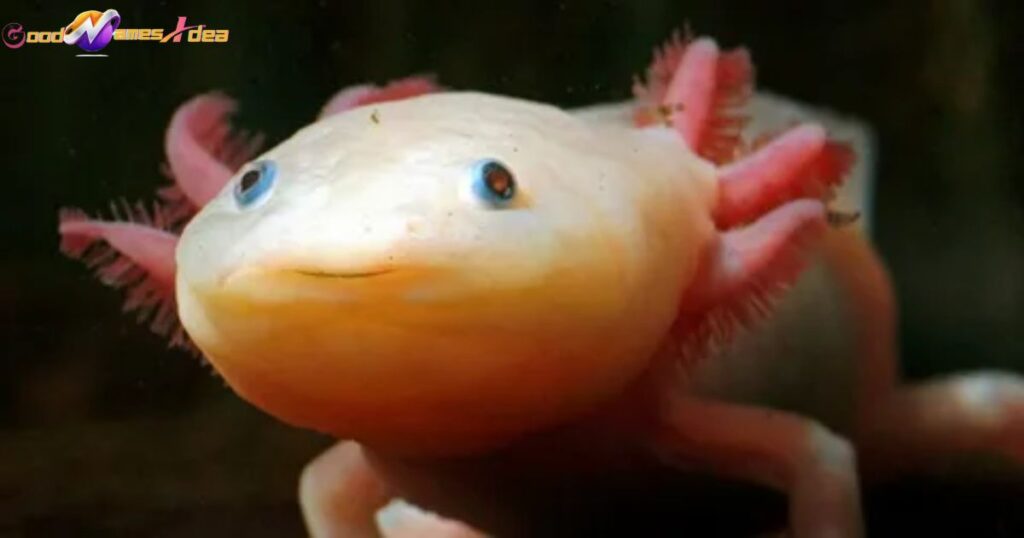 Yellow axolotl