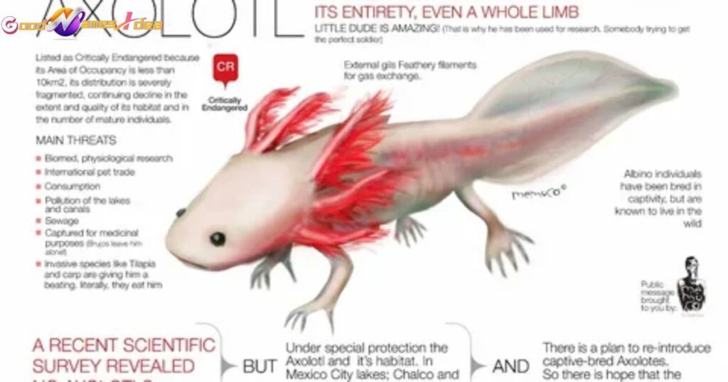 axolotl names