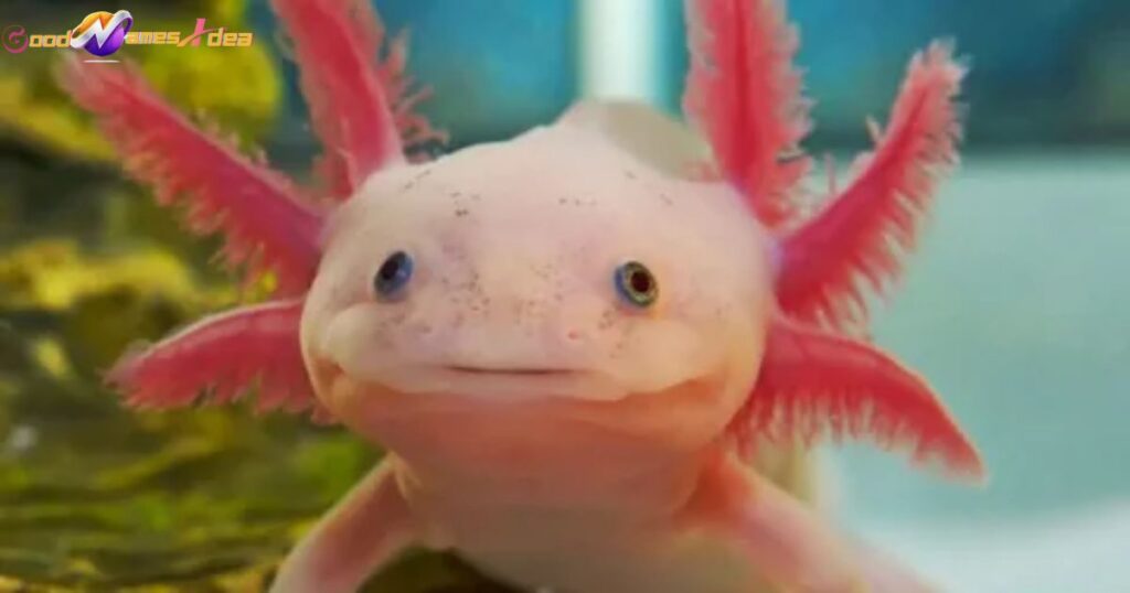 cute pet axolotl names