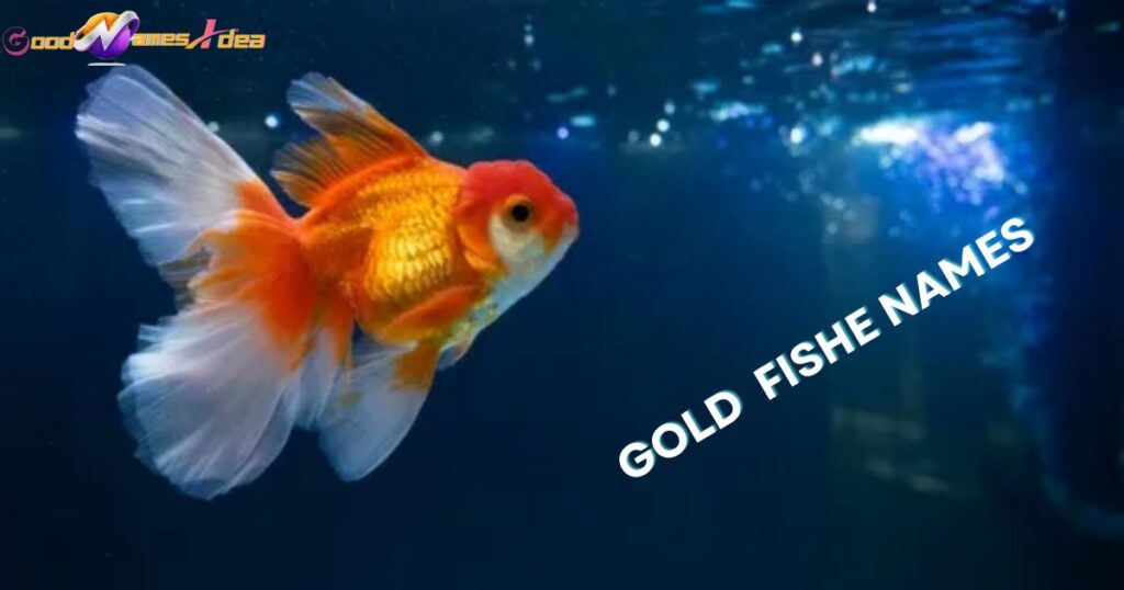 Gold Fishes names_goodnamesidea