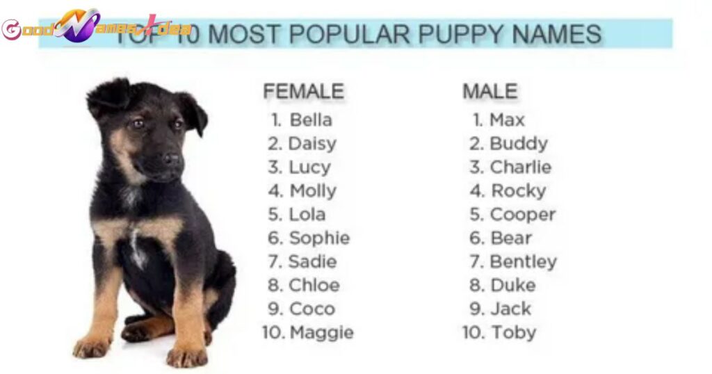 puppy names_goodnamesidea