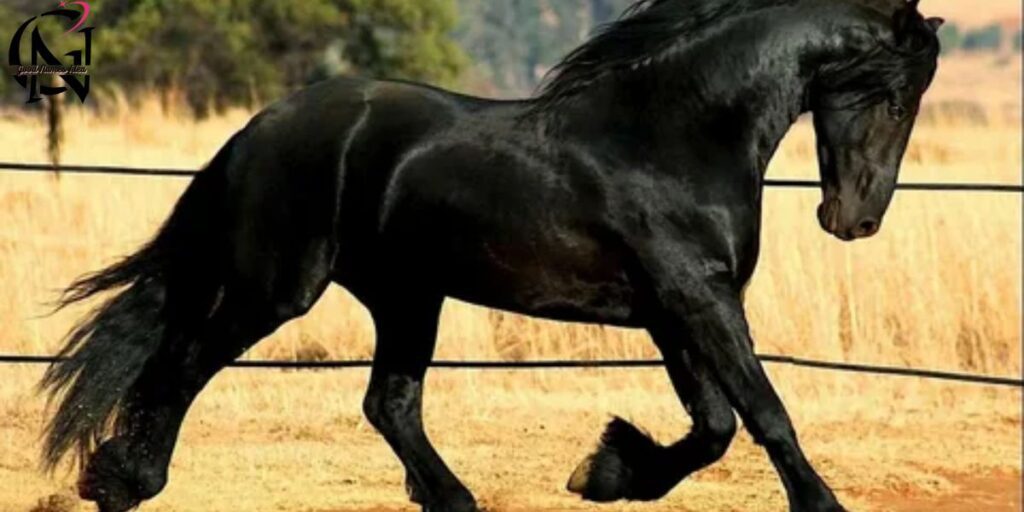 unique black horse names with meanings_goodnamesidea.com