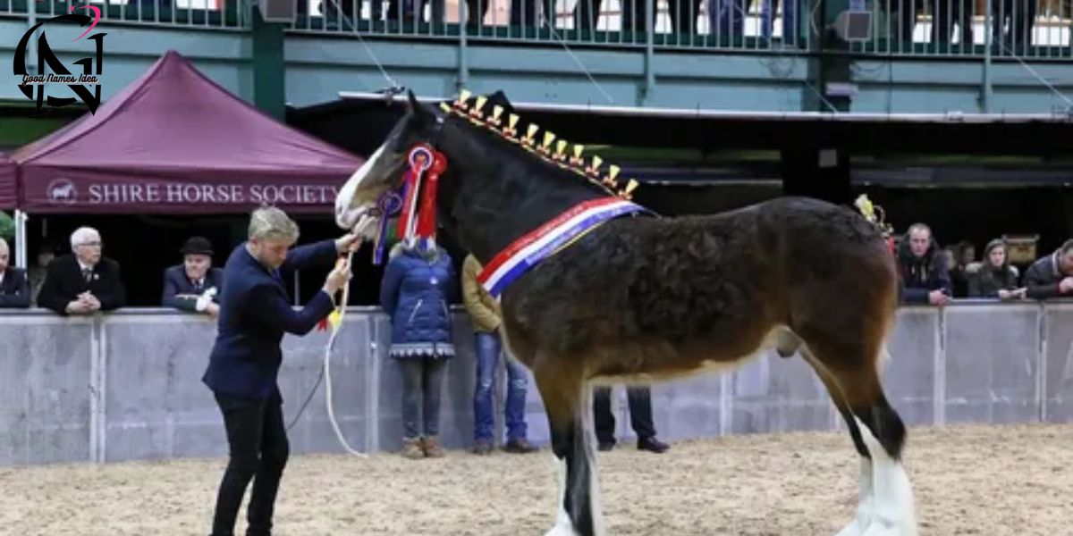 Amazing Horse Show Names_goodnamesidea.com