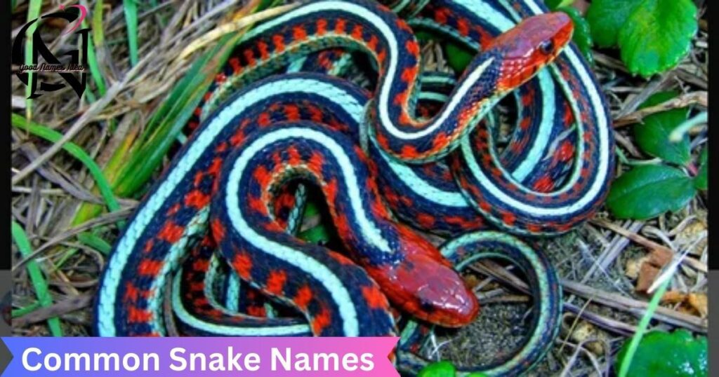 Snakes by Common Names_goodnamesidea.