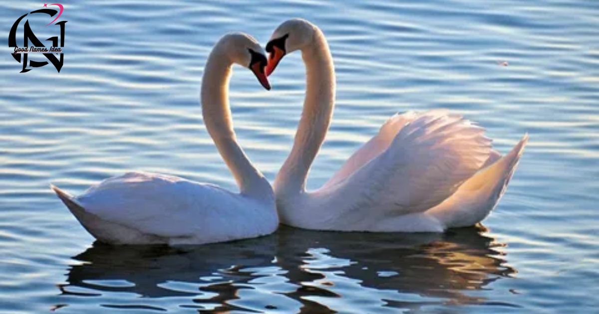 Cute & Best Swan Names_goodnamesidea