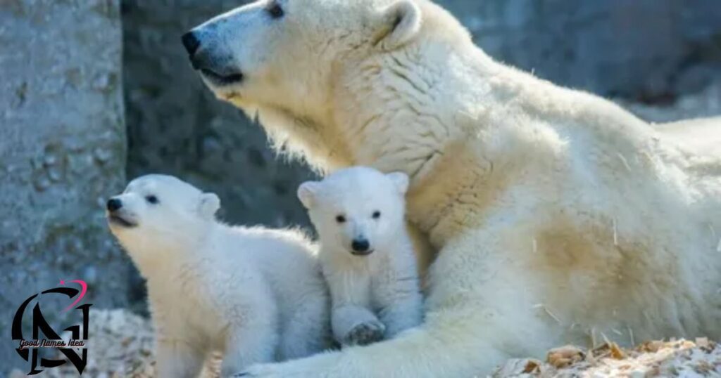 Cute Polar Bear Names_goodnamesidea