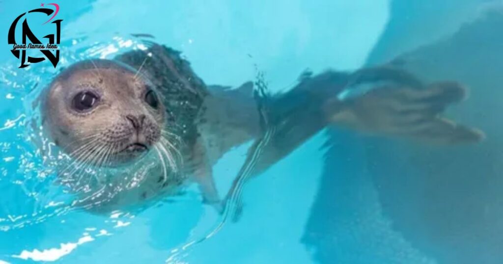 Female Seal Names_goodnamesidea