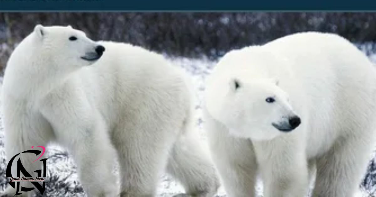 Polar Bear Names_goodnamesidea