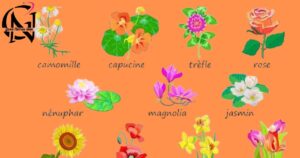 Flower Names_goodnamesidea